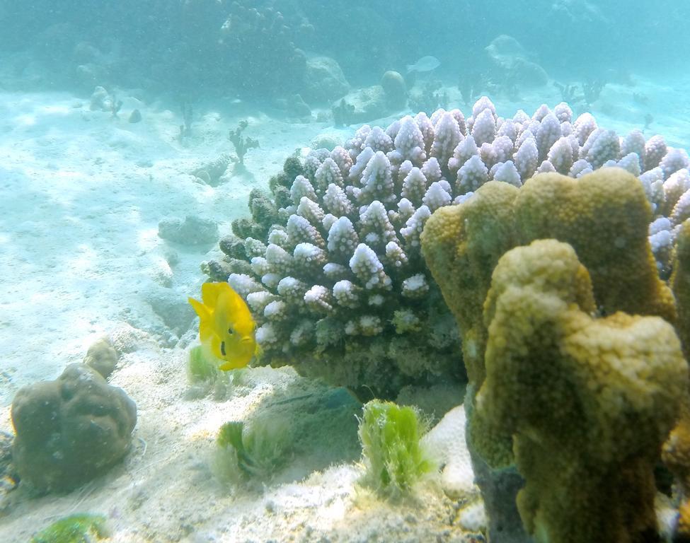 Cerf Island Resort Round Island Exterior foto